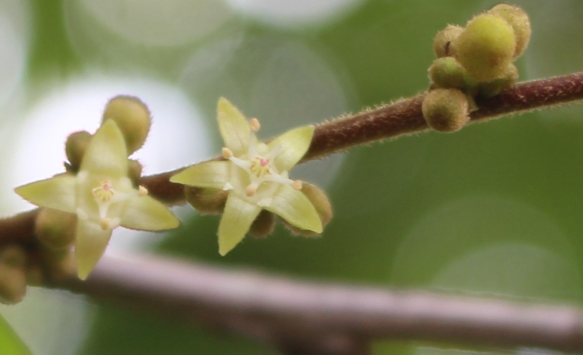 Cleistanthus pallidus (Thwaites) Müll.Arg.